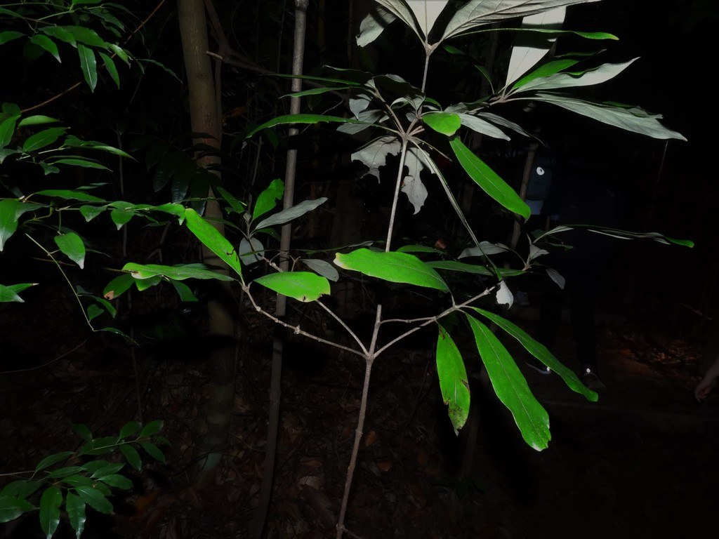 Leafy branches of Actinodaphne malaccensis
