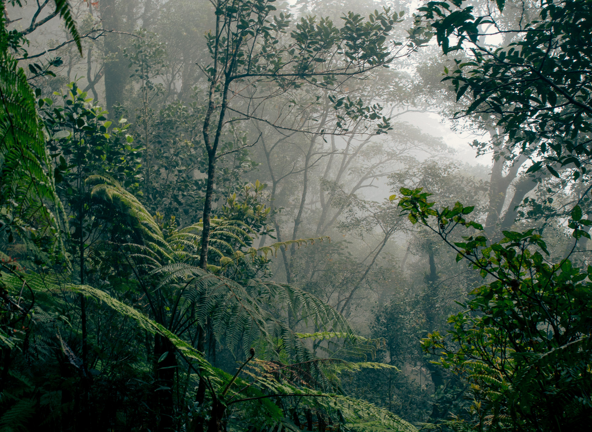 Green rainforest in Kinabalu Park, Sabah