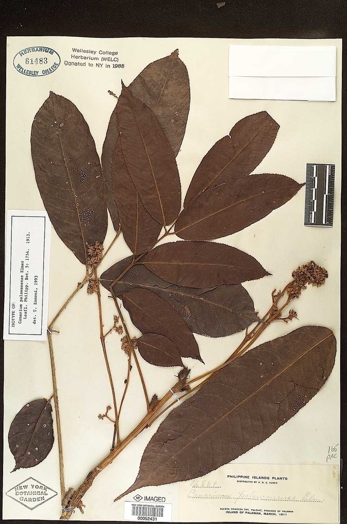 Preserved Canarium odontophyllum botanical specimen