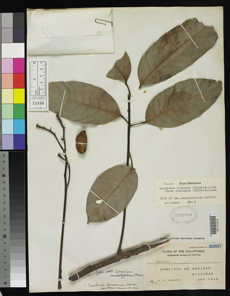 Preserved Dacryodes rostrata specimen with leaves and fruit
