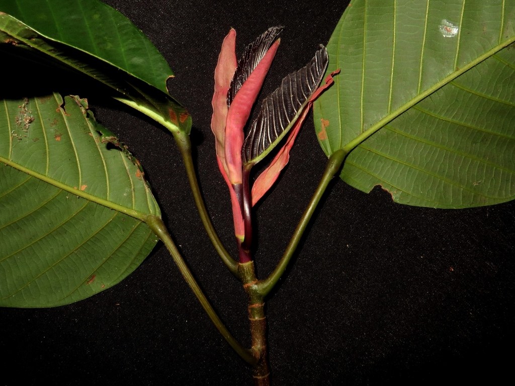 Broad leaves and reddish young growth of Dipterocarpus grandiflorus