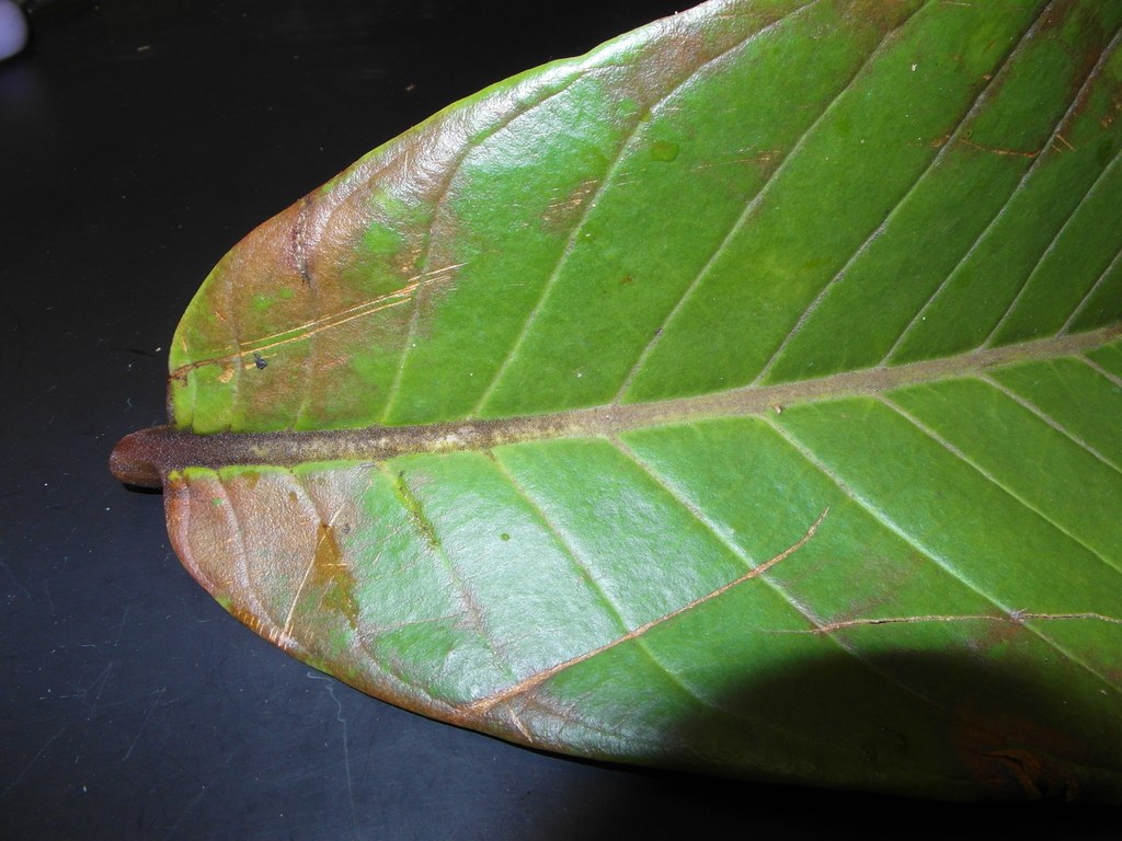 Close view of the underside of a Horsfieldia superba leaf