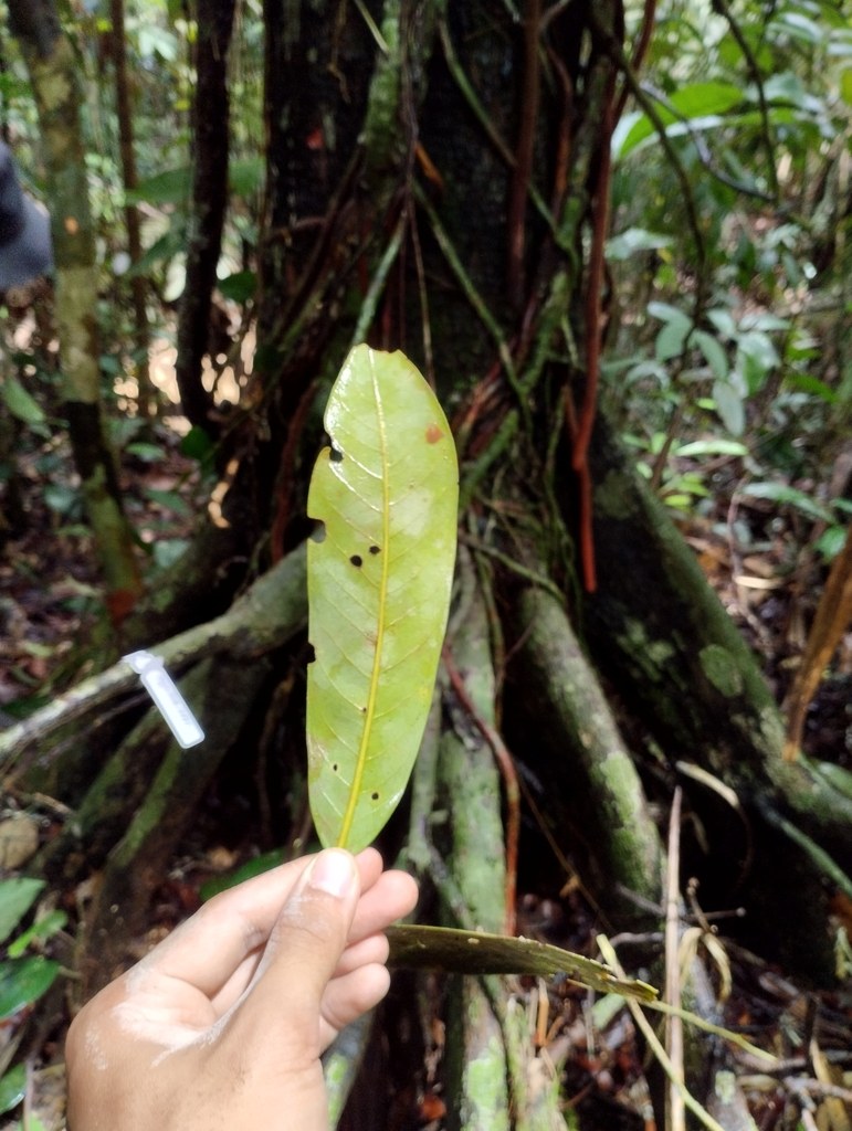 Myristica iners leaf photographed in the forest